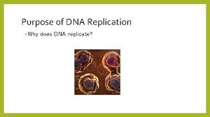 Check spelling or type a new query. Dna Replication 5 2 Notes Dna Replication Purpose