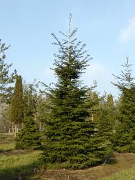These conifers feature needles the oriental spruce, also known as the caucasian spruce, can live in a wide variety of soil types but. Picea Orientalis Pinaceae Van Den Berk Nurseries