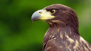 Skylar blue pirn im not a bum by any means, and I can