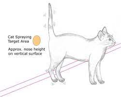 How To Stop Your Cat Urinating Inappropriately Mosman Vet