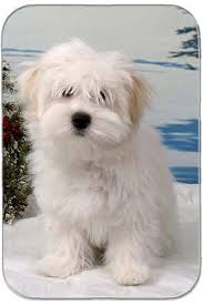 Chicoandmilos Com Coton De Tulear Dogs Cute Animals Dog Breeds
