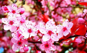 Wallpaper bunga sakura bergerak is a 1200x630 hd wallpaper picture for your desktop, tablet or smartphone. Free Download Gambar Keren Loading Wallpaper Gif Bergerak 1920x1200 For Your Desktop Mobile Tablet Explore 48 Gambar Wallpaper Bergerak Gambar Wallpaper Bergerak Foto Wallpaper Bergerak Gambar Wallpaper Islam