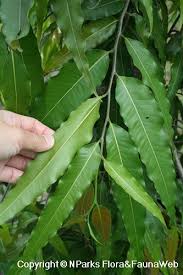 Image result for Monoon longifolium