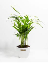 Image result for Dypsis