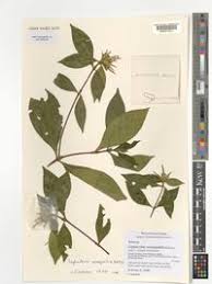 Image result for Leptactina