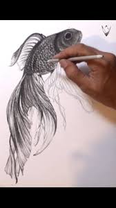 Grace color pencil fish drawing by karin phifer picture of. Drawing Pencil Goldfish Charcoal Drawing Facebook