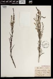 Image result for Jamesbrittenia huillana