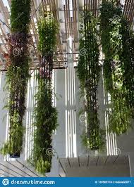 Sie zählten zu den sieben weltwundern der antike. Hangende Garten In Perez Art Museum In Miami Redaktionelles Stockfoto Bild Von Garten Hangende 139585778