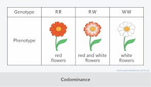 Type a, type b, type ab, and type o. Dominance Incomplete Dominance And Codominance Good Science