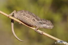 Image result for Micrococca capensis