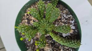 Image result for Euphorbia davyi