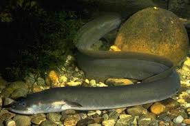 kahve falinda yilan baligi gormek