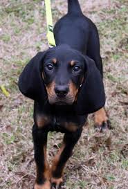 Black And Tan Coonhound For Sale In Michigan Ellie The Coonhound Coonhound Puppy Coonhound Cute Puppy Names