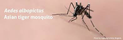 Finally, the mosquito emerges from the pupal case after two days to a week in the pupal stage. Asian Tiger Mosquitoes Aedes Albopictus Biogents Ag