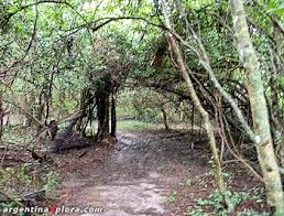 A presença de duas espécies foi. Eco Sistema De La Selva Paranense Paranaense Ecorregion