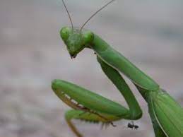 Sizes range from less than an inch up to 6 or more inches in length. Praying Mantis Learn About The Giant Insect Predator