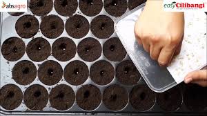 Cara buat baja organik guna belacan terasi supaya pokok cili subur. Cara Cara Menyemai Benih Cili Dalam Dulang Semaian Youtube