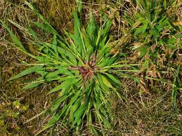 Don't worry, your problem is easily fixable. Crabgrass Control Spurge Control Summer Lawn Care Senske