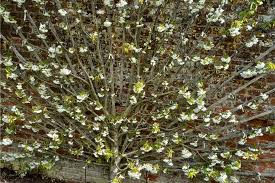 Image result for pruning plum trees