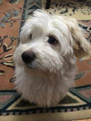 Maltese Terrier Gaziantep Fiyatlari Ikinci El Sifir Kiralik Ilanlar