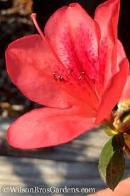 Here's how to care for encore azaleas. Buy Autumn Bonfire Encore Azalea Free Shipping 6 Pack Of 1 Gallon Pots For Sale From Wilson Bros Gardens Online