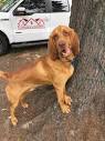 Big Thicket Bloodhounds