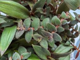 Image result for Cyanotis