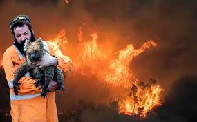 Actualidad, última hora, hemeroteca, vídeos, y fotos. Australia Aumenta A Mil Millones Los Animales Muertos Por Incendios Mediotiempo