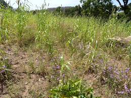 Image result for Striga junodii