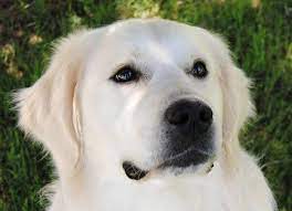 Well, there are gold goldens, white goldens, red goldens, and all sorts of shades in between. European Type Light Golden Retrievers Syrah Goldens