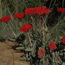 Image result for Crassula perfoliata