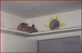 Maybe you would like to learn more about one of these? This Is Sooo Cool I Would Love To Do This In My House Cat Door Cat Room Cat Walkway