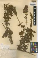 Image result for Combretum oxystachyum