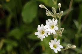Check spelling or type a new query. Arable Hornwort Caryophyllaceae White Blossom Bloom Flowers Medicinal Plant Plant Horn Herbs Cerastium Arvense Pikist