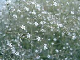 Pin By Debra Labella On Gardener Grow Your Own Wedding Flowers Babys Breath Flowers Baby S Breath Plant