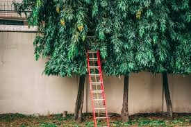 Image result for Monoon longifolium