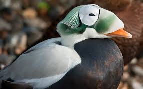 Birds That Lay Eggs On The Ground Ontario Spectacled Eider Duck Nature Birds Pet Birds Beautiful Birds