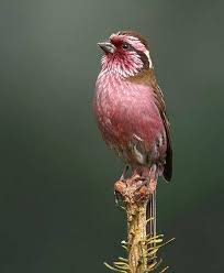 pin on pink trees and nature