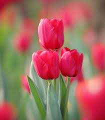 Pin On Tulip