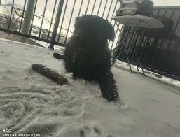 Second winter for Shadow, a bit of snow here this morning.....total chaos,  he loves snow-cold so much.....big baby with his buffalo bone. He could  live at -40F without a wink....i know, i