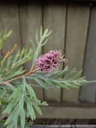 Image result for Wajira grahamiana