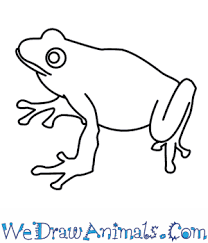 How to draw a frog step by step video. How To Draw A Frog