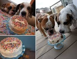 2 cups sifted flour, 2. How To Make A Cake For A Dog From Plain Fun To Extravagant Celebrations