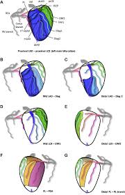 They often run parallel to one another and are variable in number (often 2 to 9). Identification Of Coronary Artery Side Branch Supplying Myocardial Mass That May Benefit From Revascularization Sciencedirect