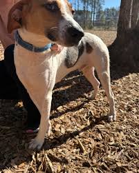 Berkeley Animal Center added a...