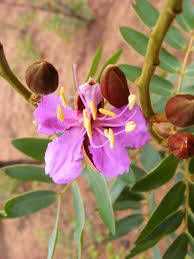 Image result for Baikiaea insignis