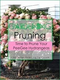 How To Prune A Hydrangea Tree Diy Hydrangea Tree When To Prune Hydrangeas Hydrangea Garden