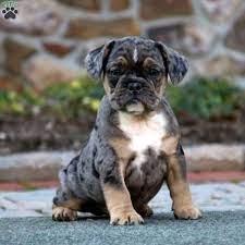 The french bulldog also affectionately known as, the frenchie, frenchie puppies, appeared during the 19th century in. French Bulldog Mix Puppies For Sale Greenfield Puppies