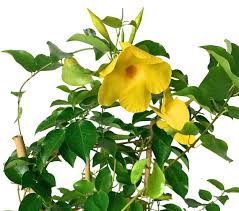 Image result for dipladenie žlutá obrázek