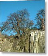 Image result for Sterculia africana